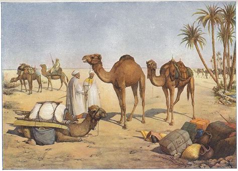 Favorite book glory in a camel s eye: File:Heubach dromedary.jpg - Wikimedia Commons