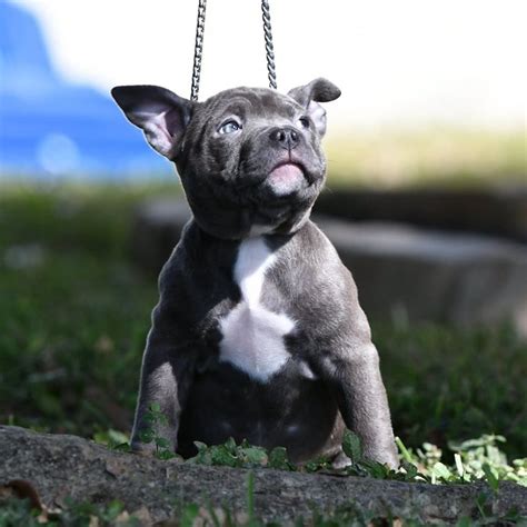 Find american bullies wanted, to adopt, and better than craigslist. AMAZING AMERICAN BULLY PUPPIES FOR SALE | American bully ...
