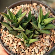 Its native range is southern africa. Especies Identificadas - H