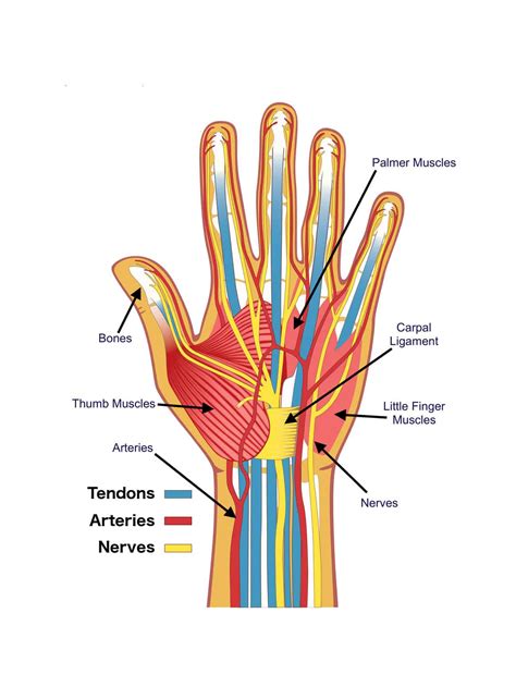 Understanding lower back anatomy is key to understanding the root of lower back and hip pain. Anatomy of the Hand - Brace Access