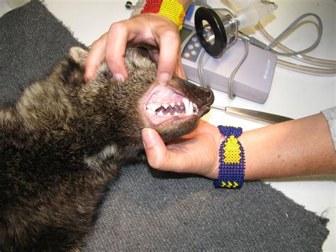 The fisher cat (commonly called simply fisher) is. Physical examination and collaring | Northern Sierra ...