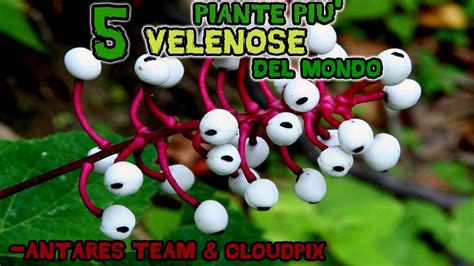 Vendita piante online su mondo piante: Le 5 PIANTE Più VELENOSE del Mondo w/ CloudPix - YouTube