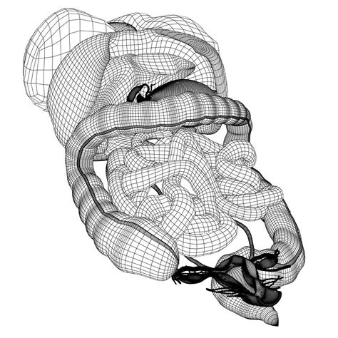 Female lower back anatomy internal organs. Human Female Internal Organs Anatomy 3D Model MAX OBJ 3DS ...