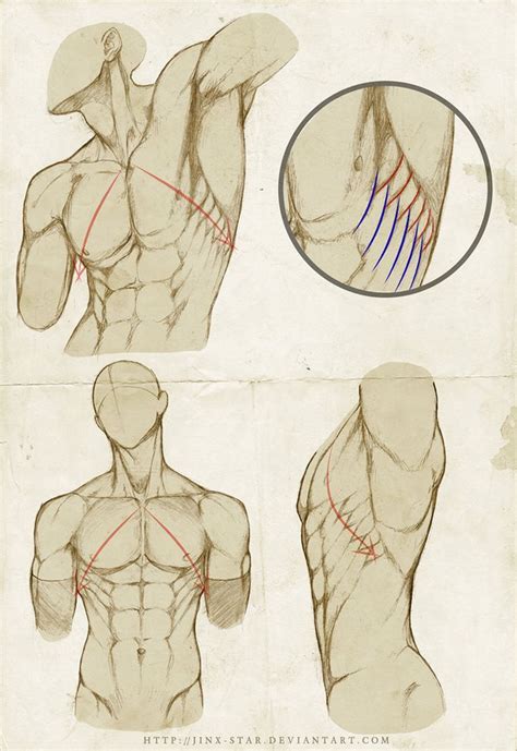 3 so backs aren't really my strong suit and i think the relaxed one is slightly out of proportion. Pin by Elisenda Junyent Fayos on Anatomy - Human | Anatomy ...