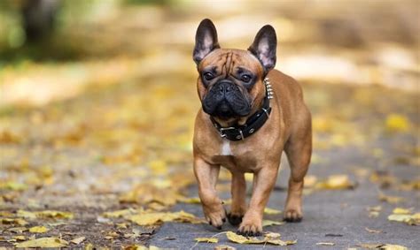 French bulldog information, how long do they live, height and weight, do they shed, personality quick information. 250+ Best French Dog Names and Meanings - My Pet's Name