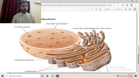 The endoplasmic reticulum plays an important role in the biosynthesis, processing, and transport of proteins and lipids. Unit 4: Cells and Tissues, Topic: Endoplasmic Reticulum ...