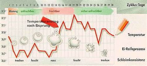 Ovulation bezeichnet man den moment in dem die reife eizelle aus dem eierstock. Abtreibung - NER - Die gesunde Alternative zur Pille