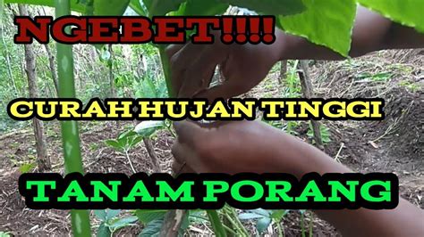 Sayangnya, terkadang kita harus mengetahui cara memperkuat sinyal wifi karena tidak semua hotspot di negara kita ini memiliki jaringan yang bagus. CARA PEMINDAHAN BIBIT PORANG POLIBEK SAAT CURAH HUJAN TINGGI - YouTube