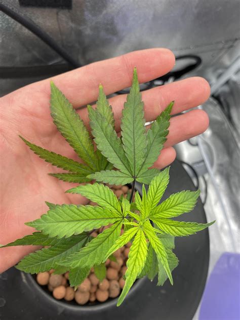 Maybe you would like to learn more about one of these? Why are my clone leaves turning purple? Mg deficiency ...