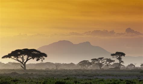 Get great deals on ashley furniture sofas. Americans Make Their Homes Feel Like the African Savannah ...