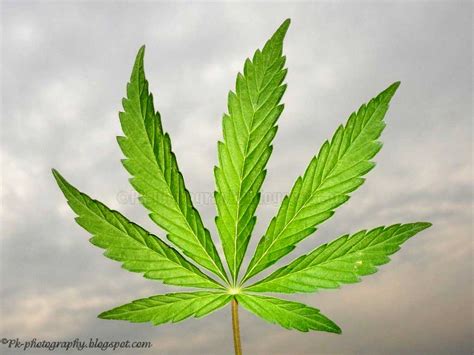 Marijuana Leaf | Nature, Cultural, and Travel Photography Blog