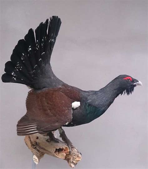Photos, address, and phone number, opening hours, photos, and user reviews on yandex.maps. Grand-Tetras-M2 - Jacques Gilbert Taxidermiste