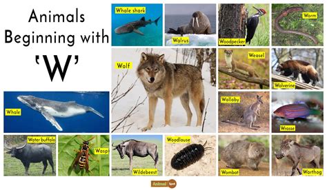 For some animal names that start with the letter 'o' in english, see the other answers. Animals that start with W