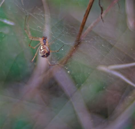 Diskutiere spinne im garten im spinnen forum forum im bereich terraristik & aquaristik; Spinnen im Garten | MAKROTREFF