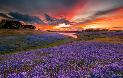I have recommended all my relatives & friends to use your super services with the beautiful floral arrangements. A bloom of lupine along the edges of Folsom Lake in ...