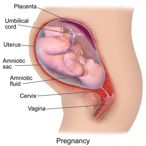 The ability to grow human life from a microscopic seed is a miracle of nature. Overview of Pregnancy and Human Development | Boundless ...