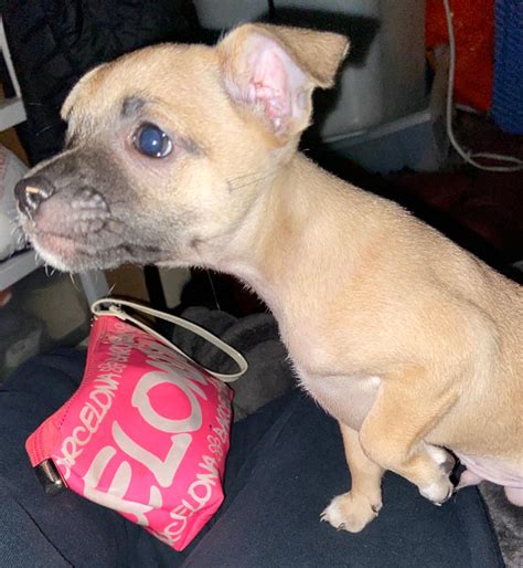 Picks can be reserved with a $1000 deposit. Chihuahua puppy for sale in Dallas, TX - 5miles: Buy and Sell