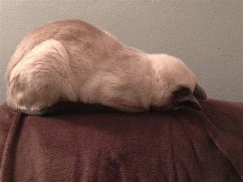 Thankfully, reddit exists also, and its primary task is organizing all the internet's cat content. 11 Very Important Cat Loaves