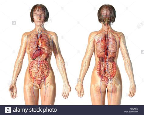 The female reproductive organs are responsible for many functions in the body. Woman anatomy cardiovascular system with skeleton and ...