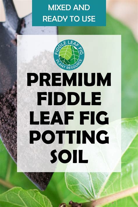 Water it thoroughly whenever the top 2 of soil have dried. Premium Fiddle Leaf Fig Potting Soil in 2020 | Fiddle leaf fig