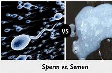 sperm semen differences crucial tabular reproductive while len