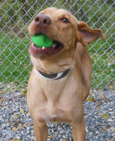 Anchorage animal care and control. 32 best Alaska Dogs Need Homes Too images on Pinterest ...