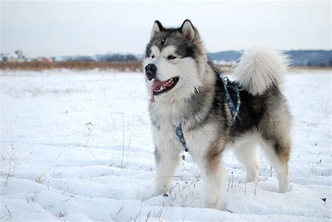 Veteranos examinando malamute do alasca com proprietário na clínica. Malamute de l'Alaska - Tempérament, dressage, toilettage ...
