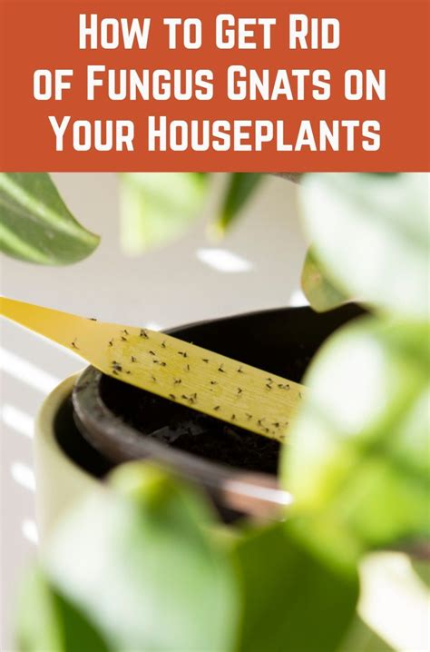 Whether you're cultivating prickly pears at home or exploring if you get cactus needles stuck in your neck, throat, or any other sensitive spots that you can't once you've removed most of the needles, get rid of any stragglers using duct tape or a pair of tweezers. How to Get Rid of Fungus Gnats on Your Houseplants in 2020 ...