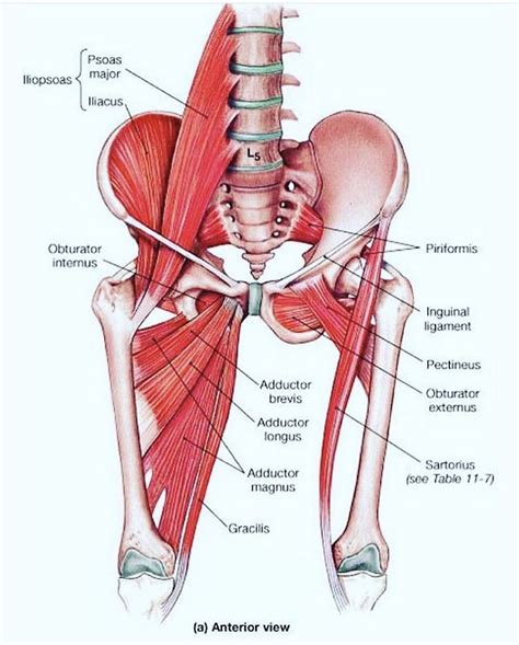 #back muscles diagram #body muscles diagram labeled #diagram of hip muscles and ligaments #hip anatomy diagram #hip muscles pain #thigh muscles diagram. Anatomy Of The Hip Muscles - Anatomy Drawing Diagram