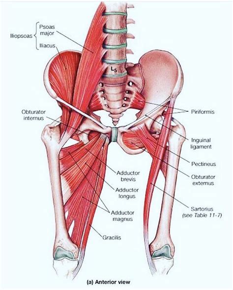 Anatomy Of The Hip Muscles - Anatomy Drawing Diagram