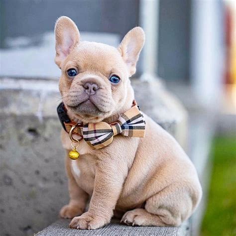 Both breeds make great apartment dogs and are very popular in cities. Are you one of the pug lovers or french bulldog lovers ...