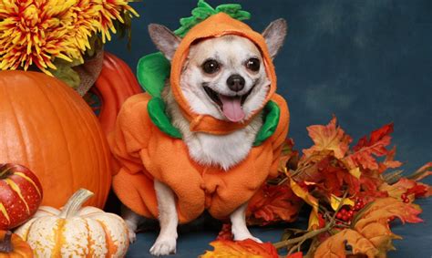 Find the best pet name by browsing our list of halloween dog names. DogSpeak: Halloween And Your Dog - Dogtime