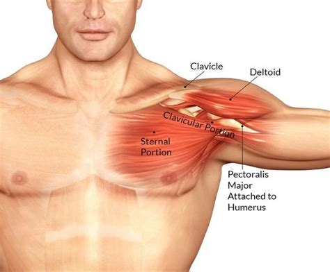 Draws scapula anteriorly and inferiorly, it also pulls on chest for inhalation. Chest Muscles Anatomy • Bodybuilding Wizard