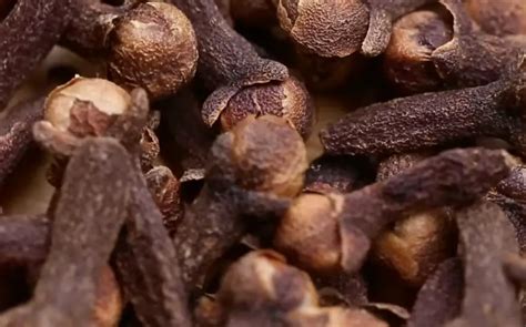 Clove Water Benefits For Conceiving Twins Ovulation Menstruation And ...