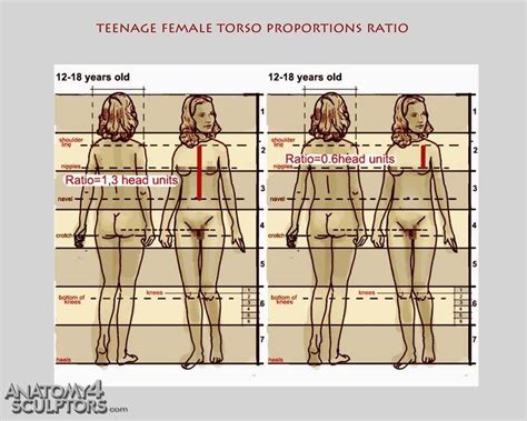 Female anatomy study of drawing lesson and tutorials with video 8. Teen female torso proportions ratio | Head & Body ...