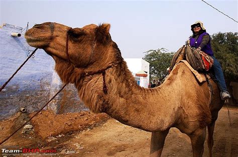 Ответ was it a mirage or an oasis? Another Xmas in the Great Indian Desert: This time Bikaner ...