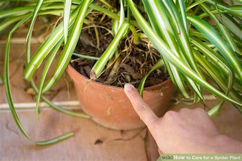 All plants require light for photosynthesis, the process within a plant that converts light, oxygen and water sufficient light is important to growing healthy plants. How to Care for a Spider Plant: 11 Steps - wikiHow