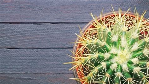 Cut them away with a sharp knife. How to grow Golden Barrel Cactus