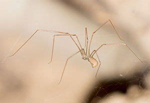 N the united states, a black widow bite rarely leads to death. Spiders - Call IPM Pest & Termite, Lexington KY