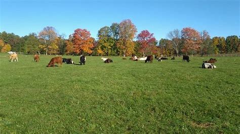 Maybe you would like to learn more about one of these? Chicoine Family Farm (Easthampton) - 2020 All You Need to ...