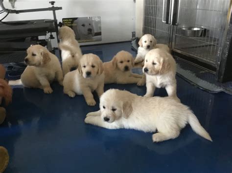 The parents are health tested, and puppies come with a health warranty. English Yellow Lab Puppies For Sale Near Me - Animal Friends