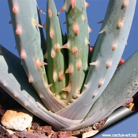 Coryphantha vivipara beehive cactus round and. Alöe longistyla