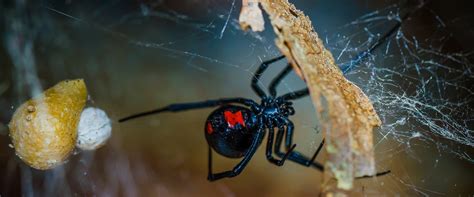 Black widow spiders build their webs in dark, dry places, especially ones close to the ground. Black Widow Spiders | Learn How To Identify & Control ...