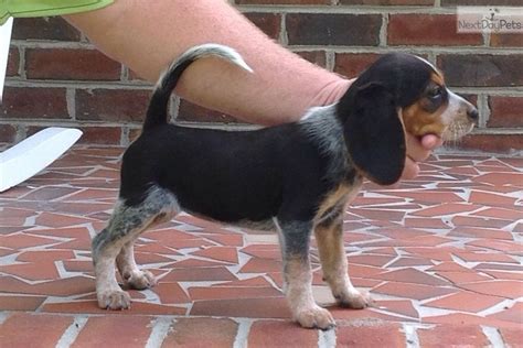 Please contact the breeders below to find beagle puppies for sale in north carolina beagle breeders. beagles for sale in fayetteville nc