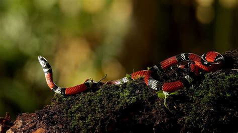 Snakes are more commonly encountered when temperatures average between 80 and 90 degrees fahrenheit; How to Attract Snakes to Your Yard - Southern Living