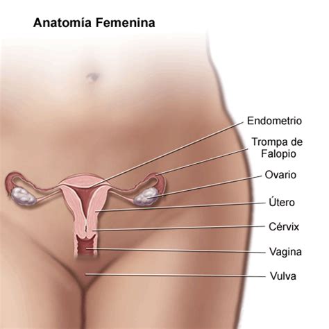 This is a 1 pregnant abdomen by aqk hospital on vimeo, the home for high quality videos and the people who love them. Anatomy of Female Pelvic Area