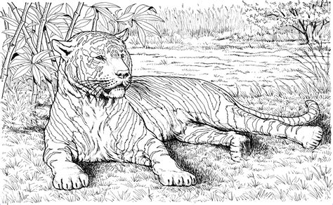 Our printable sheets for coloring in are ideal to brighten your family's day. Tiger Cat Coloring Pages | Monaicyn Kitchen Ideas