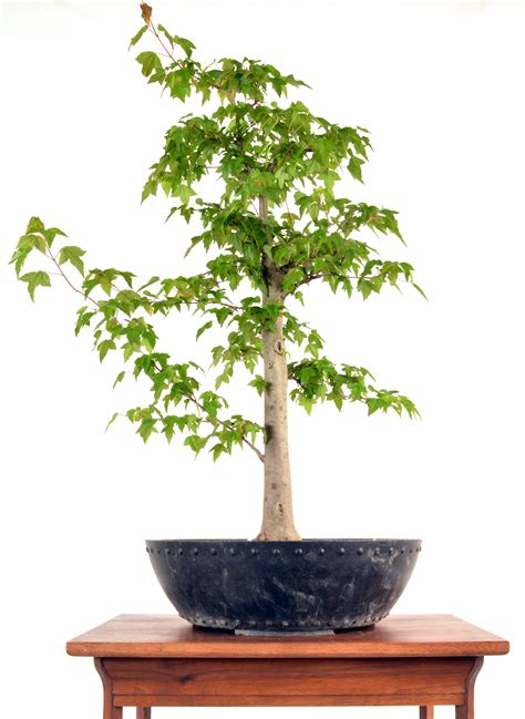 You'll see me dig it and give it its first round of root work. Trident Maple 25" Tall Bonsai | Bonsai Learning Center Store
