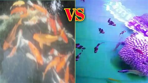 Tahu keadaan sebenar walaupun melihat luaran sahaja. IKAN NEMO AIR ASIN *VS* IKAN KOI AIR TAWAR - YouTube