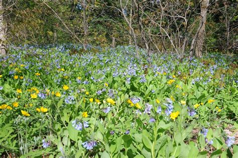 Naturally adapted to our local soils and climate, the native plants. Image result for Mertensia virginica | Virginia bluebells ...